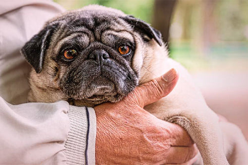 Good Benefits of Owning a Pet for a Senior - Parent Giving